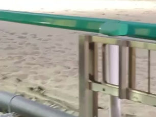 「猫だまし」炸裂なるか!?デルマネコダマシ、12/10船橋「チータースプリント」に出走!