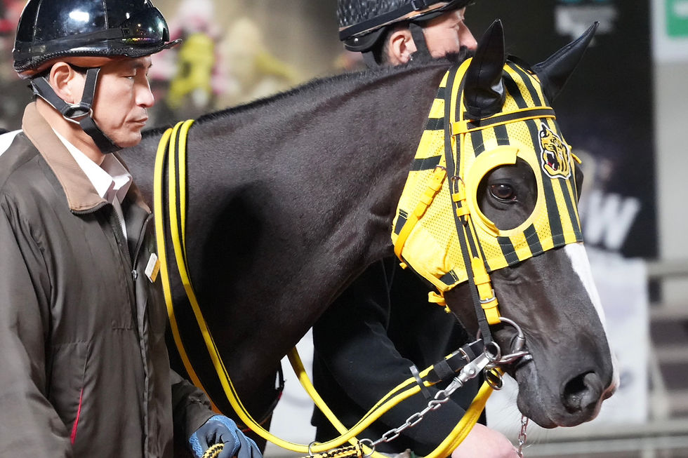 美人なデルマネコダマシちゃん