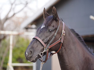 【募集開始】1億の夢プロジェクト|ヒシタイカン共有馬主19口募集