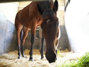 【クラブ活動】廐舎訪問day❣️共有馬主と家族で愛馬に会いに行く特別な1日