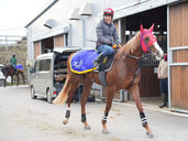 【出走情報】アレグランサ、1/28(水)大井C1戦へ！鼻出血からの復帰、ギア2nd始動！