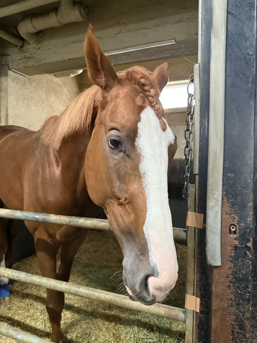 怒られて懲罰三つ編みされるアレグランサ