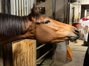 【出走予定】シジミノヒナコ、1/12(月・祝)大井7Rへ！「馬券講座オフ会」も開催決定