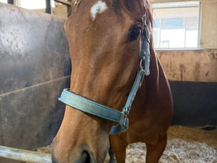 【近況報告】おかえりなさい！シジミノヒナコが大井競馬場に帰厩。4/13の復帰戦へ向けて
