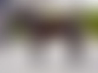 【調教速報】ヒシタイカン、衝撃の「馬なり67.5秒」！