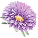紫の花