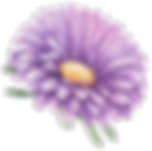 Purple Flower