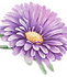Lila Blume
