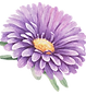 Lila Blume
