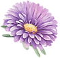 紫の花