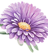 Lila Blume