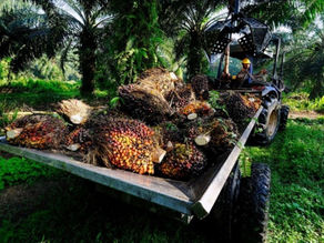 OCBC Lifts Golden Agri-Resources Target Price on Strong Palm Oil Market