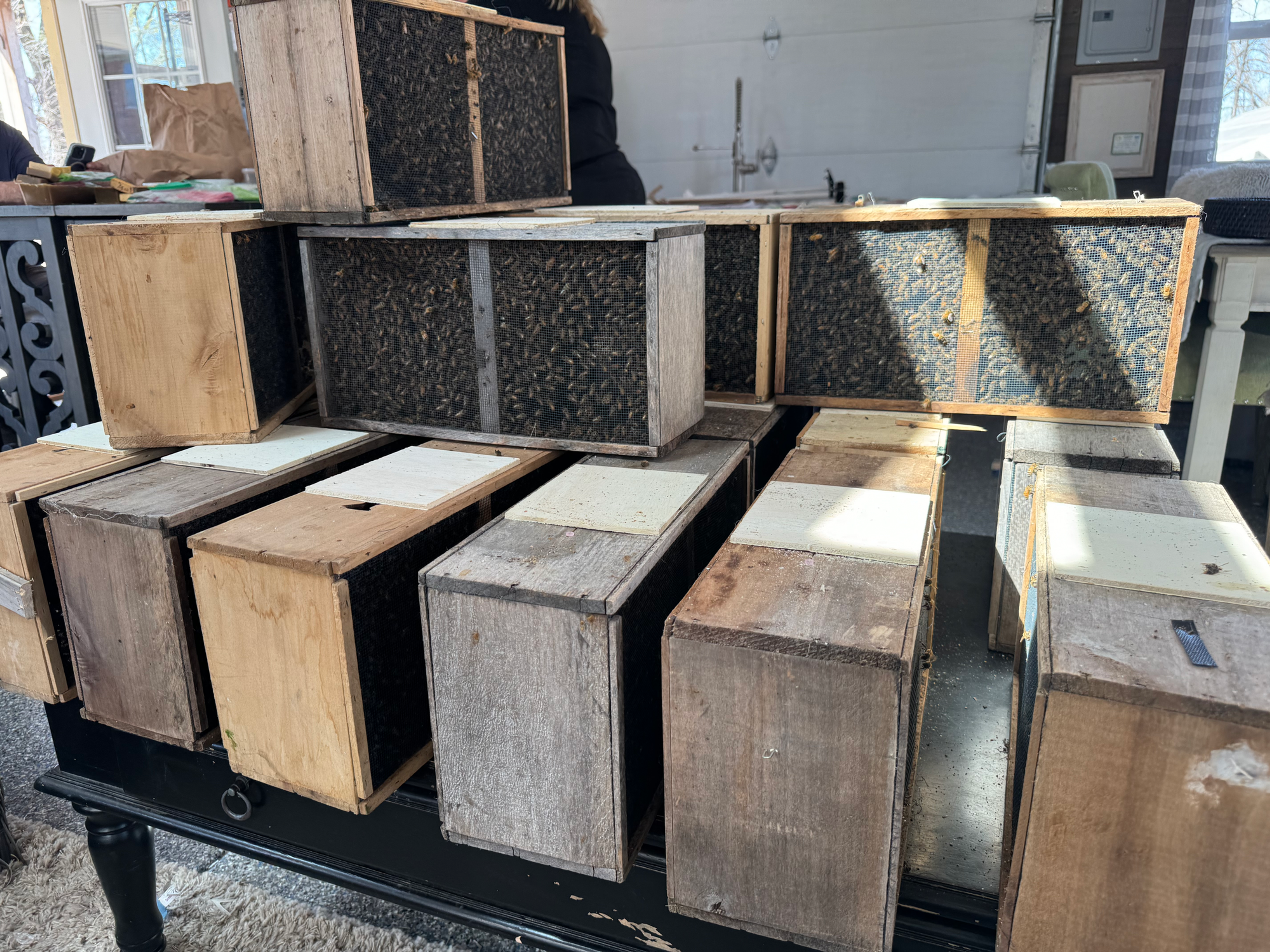 3lb Bee Box | Carniolan-Italian Hybrid Bees