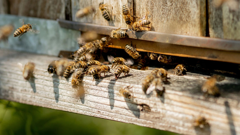 worker bees leaving hive entrance early spring