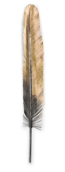 steel feather yann normand