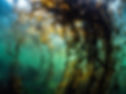 Canada-underwater-film-crew.jpg