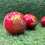 Thumbnail: KHORES T20 CRICKET LEATHER BALL ( 2 PIECE )