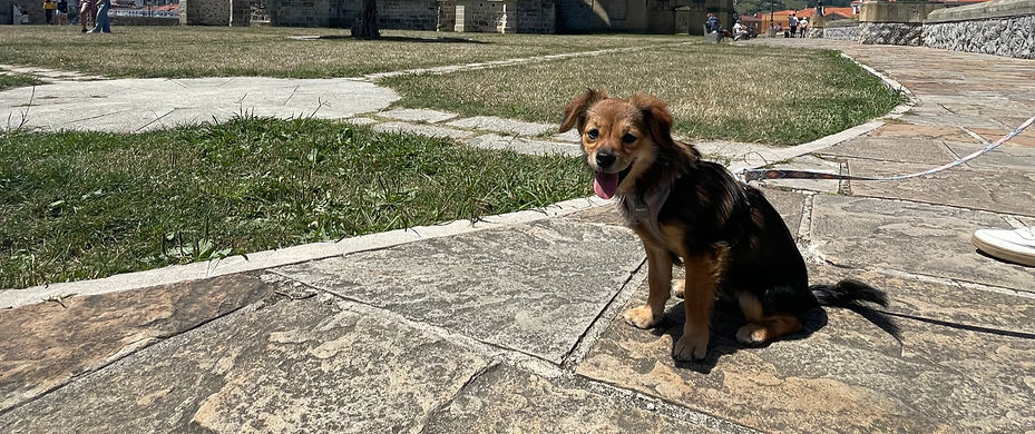 Un perro mestizo sentado en el pavimento, mirando a la cámara en el parque.