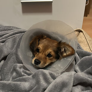 La primera baja laboral de Mocca: nuestra experiencia con la esterilización