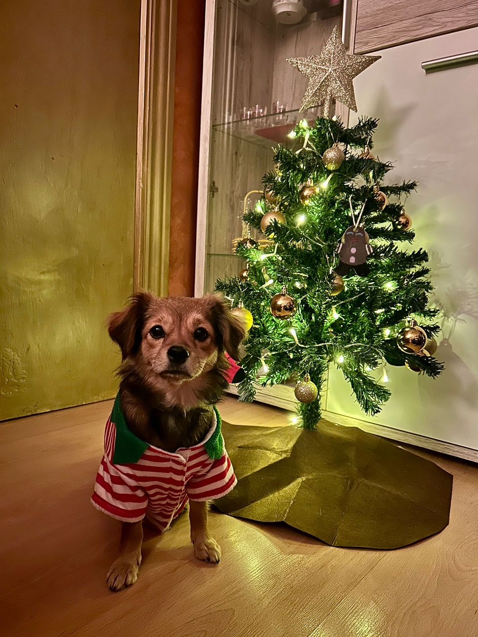 Mocca, nuestra perrita, con pijama navideño junto al árbol de Navidad en casa.