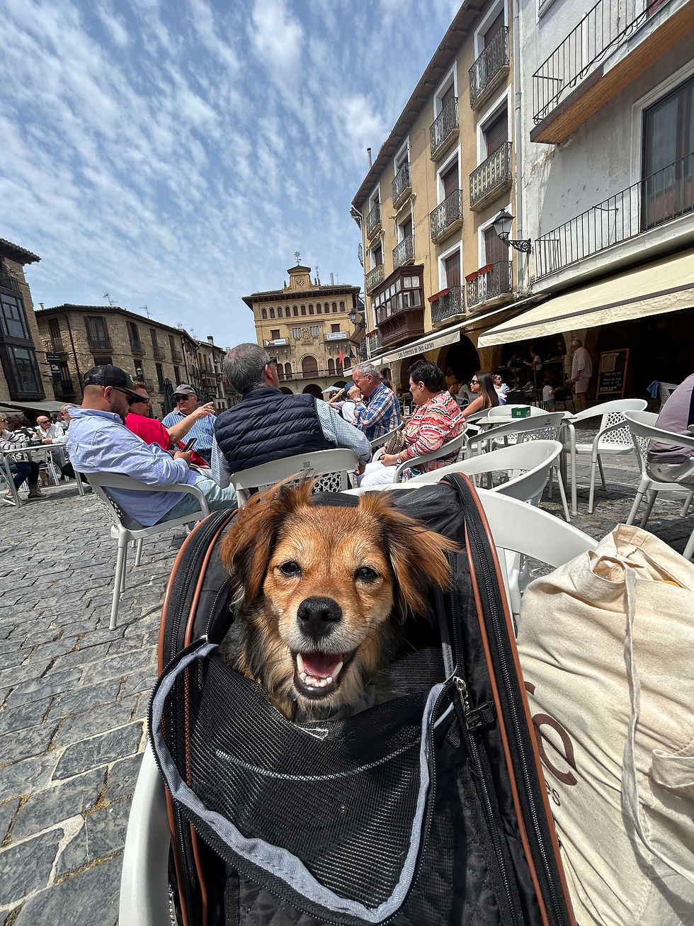 Una perrita pequeña asomada y sonriente desde su mochila de transporte colocada en una silla de terraza en la plaza central de Olite.