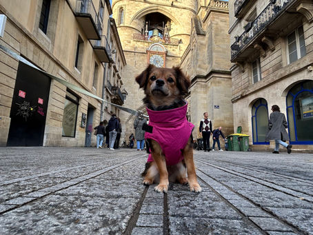 La primera vez fuera de España de Mocca ¡ Escapada a Burdeos!