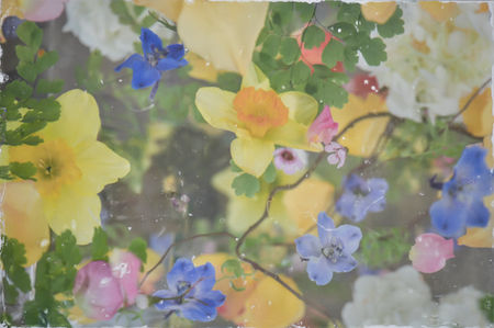 CATHERINE ERB PHOTOGRAPHY, FRESCOED MIXED MEDIA, FRESCOED, MIXED MEDIA, FINE ART PHOTOGRAPHY, FINE ART PHOTOGRAPHER, PHOTOGRAPHY, PHOTOGRAPHY PRACTICE, VISUAL JOURNAL, MEMPHIS STUDIO, FLOWER PHOTOGRAPHY, FRESCO FLOWER STUDIES, FLOWERS, GARDEN, GARDEN SHOW, COLORS, COLORFUL, COLORFUL FLOWERS, DAFFODIL