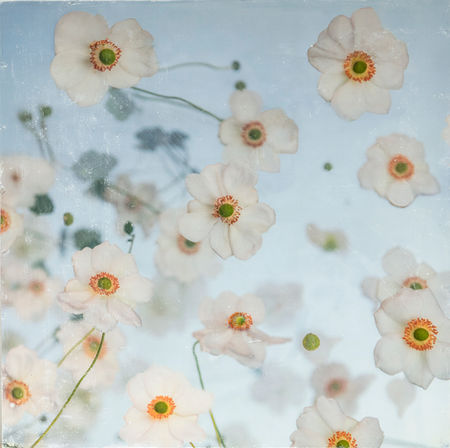 CATHERINE ERB PHOTOGRAPHY, FRESCOED MIXED MEDIA, FRESCOED, MIXED MEDIA, FINE ART PHOTOGRAPHY, FINE ART PHOTOGRAPHER, PHOTOGRAPHY, PHOTOGRAPHY PRACTICE, VISUAL JOURNAL, MEMPHIS STUDIO, FLOWER PHOTOGRAPHY, FRESCO FLOWER STUDIES, FLOWERS, GARDEN, GARDEN SHOW, COLORS, COLORFUL, COLORFUL FLOWERS