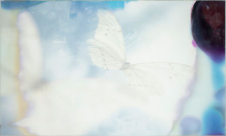 CATHERINE ERB PHOTOGRAPHY, FRESCOED MIXED MEDIA, FRESCOED, MIXED MEDIA, FINE ART PHOTOGRAPHY, FINE ART PHOTOGRAPHER, PHOTOGRAPHY, PHOTOGRAPHY PRACTICE, VISUAL JOURNAL, MEMPHIS STUDIO, FRESCO, COLORS, COLORFUL, POLAROID, BUTTERFLY, BUTTERFLY POLAROID