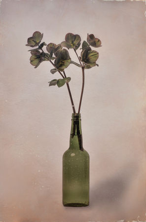 CATHERINE ERB PHOTOGRAPHY, FRESCOED MIXED MEDIA, FRESCOED, MIXED MEDIA, FINE ART PHOTOGRAPHY, FINE ART PHOTOGRAPHER, PHOTOGRAPHY, PHOTOGRAPHY PRACTICE, VISUAL JOURNAL, MEMPHIS STUDIO, FLOWER PHOTOGRAPHY, FRESCO, FLOWERS, GARDEN, GARDEN SHOW, COLORS, LENTEN ROSE, BLUE RIBBON, BOTTLE, GREEN BOTTLE