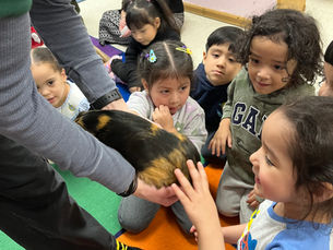 A child smiles in a crowded classroom as she pets a guinea pig during Week of the Young Child