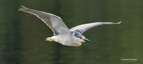Black-crowned night heron speeding through the air.