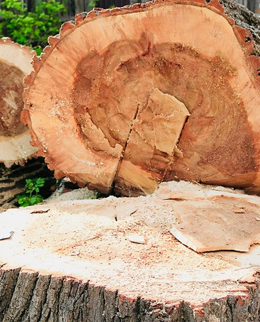 Stump Removal