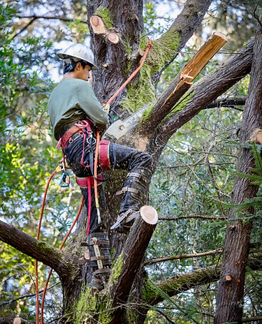 Tree Trimming and Pruning