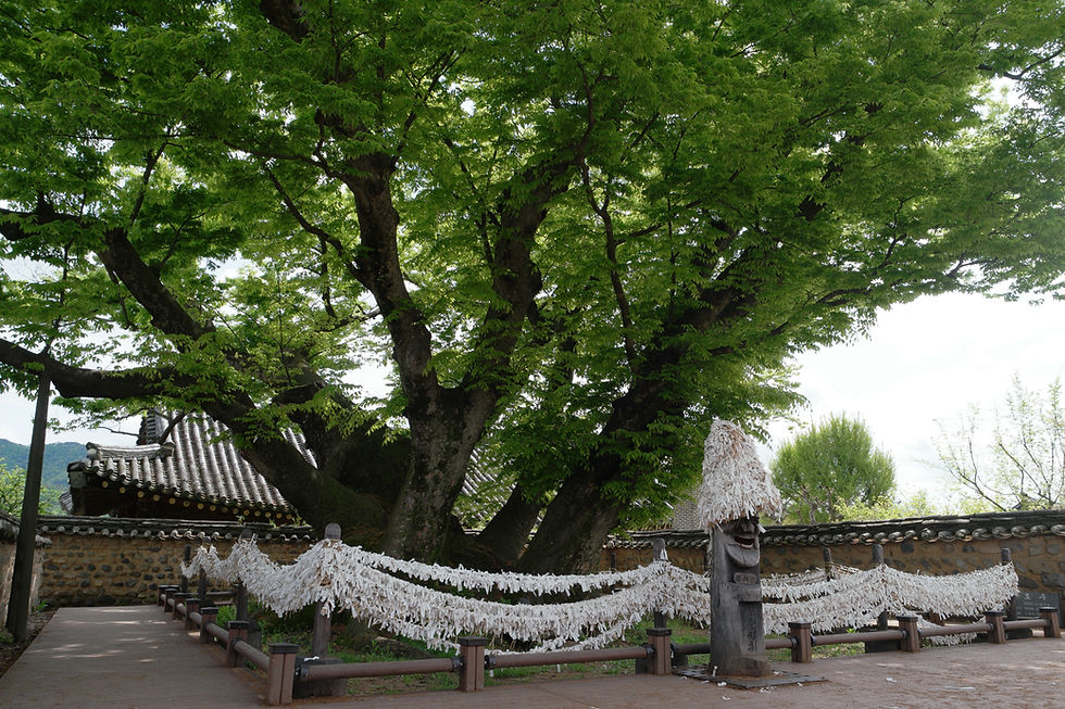 arbre-souhaits-hahoe