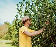 farmer with yerba mate plant