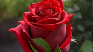 "SEVMEK...", Ecrin Nur COŞKUN