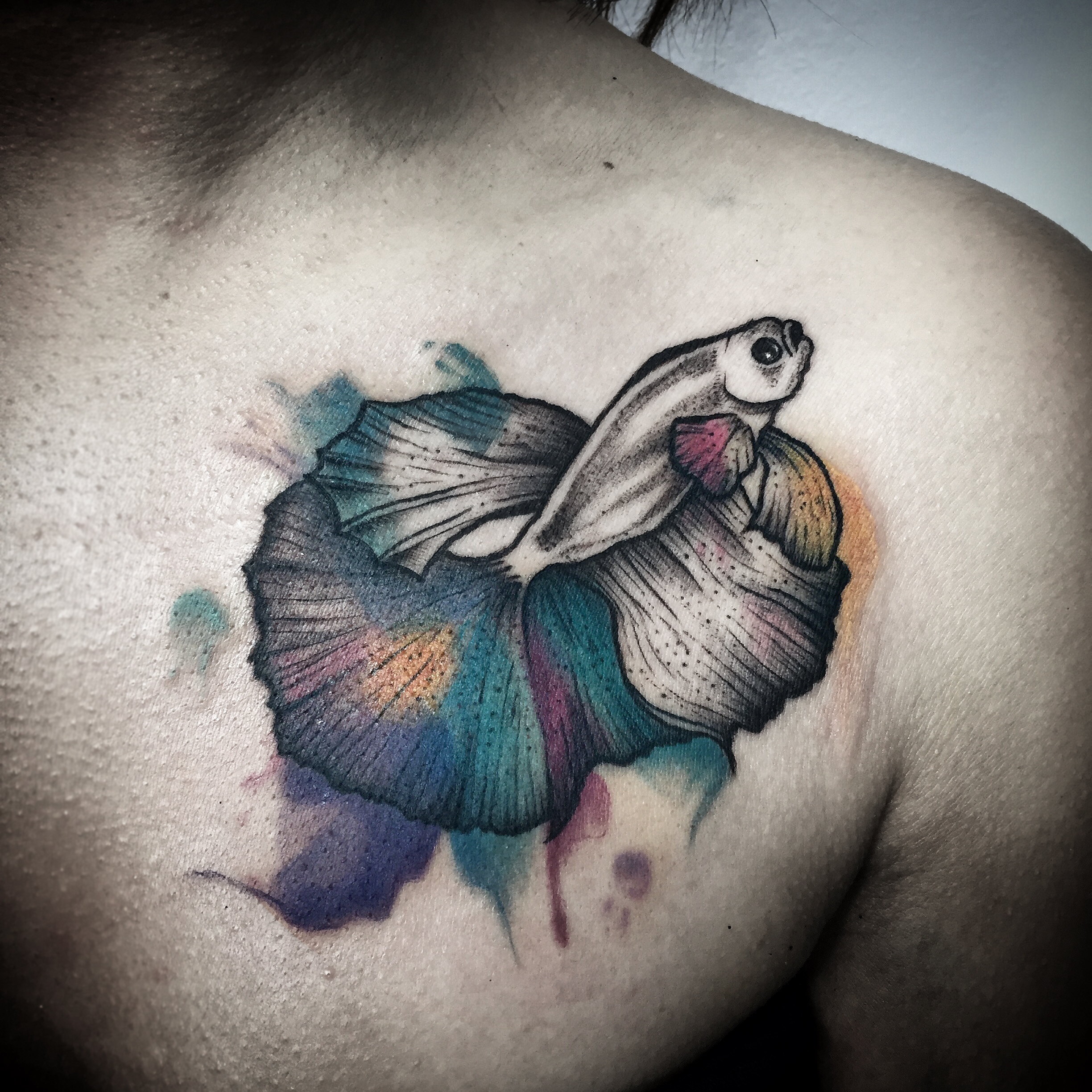 Betta
