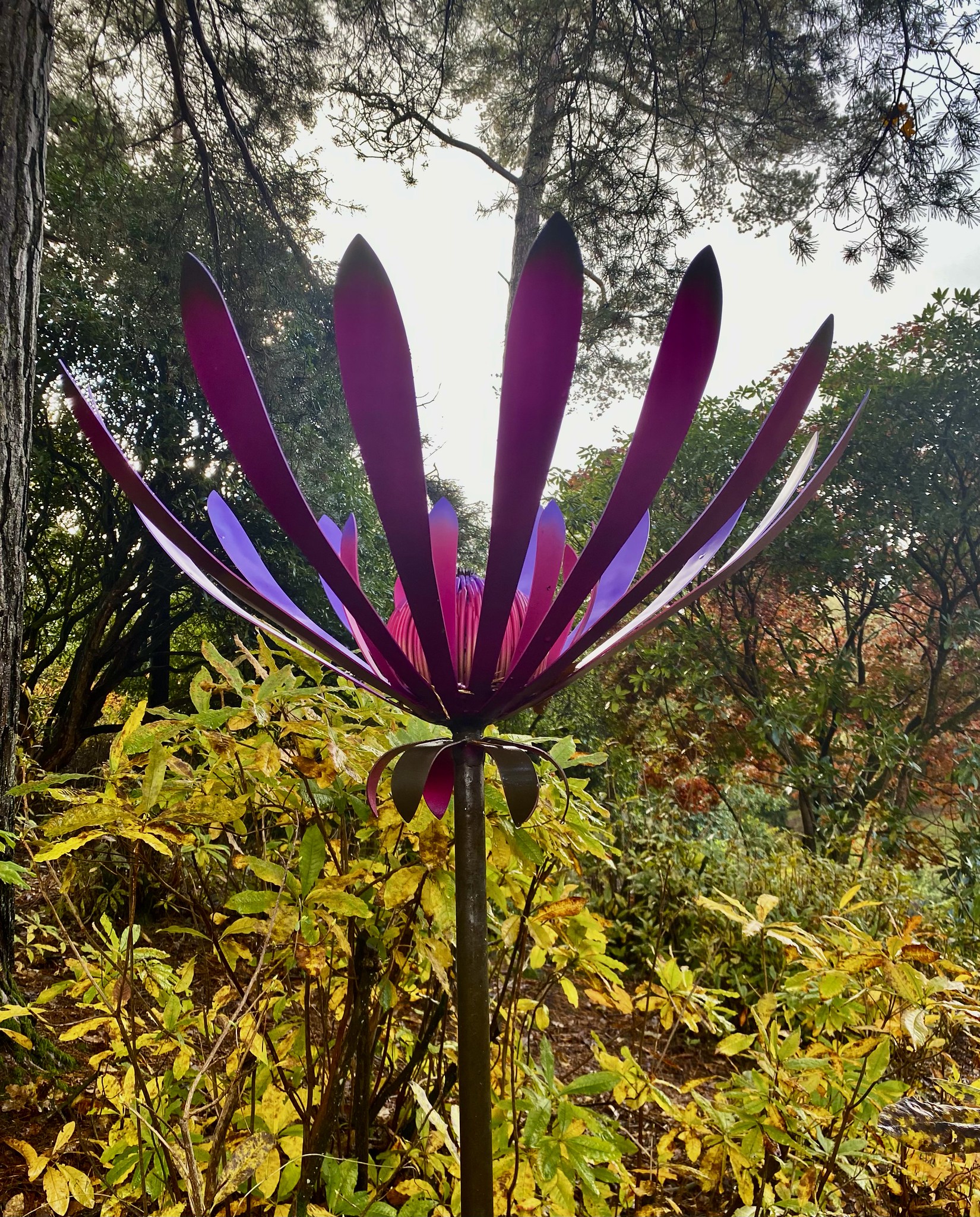 Protea - Nick Baker.jpg