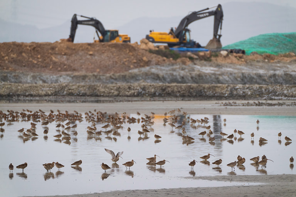 The Mud That Feeds a Flyway: Korea's Tidal Flats and the Birds That Depend on Them