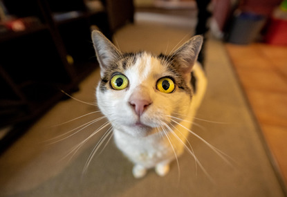 The Wild World of Zoomies: Understanding Your Pet's Burst of Energy