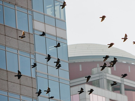 Glass and Flight Paths: Why Chicago Is Ground Zero for Bird Collisions
