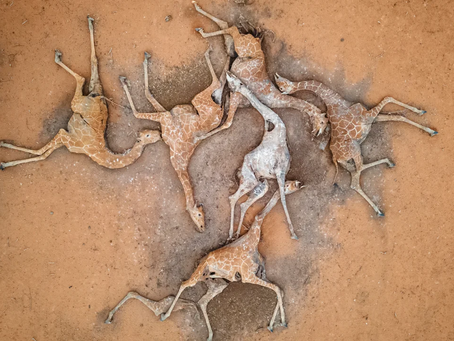 Dying of Thirst Ten Metres from Water: Ed Ram's "Six Dead Giraffes" (2021)