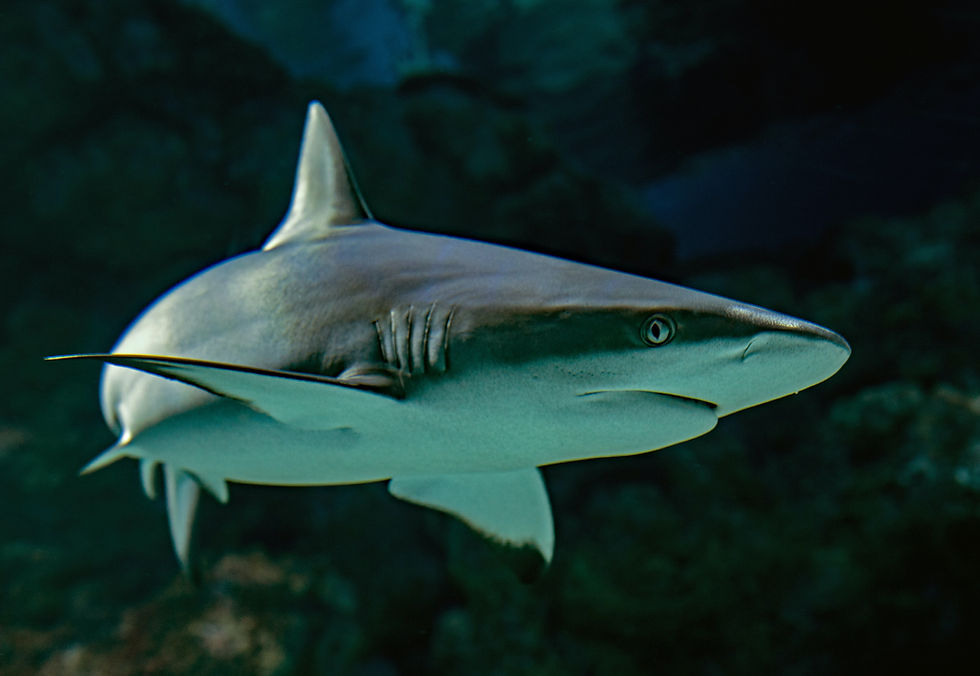 Sharks