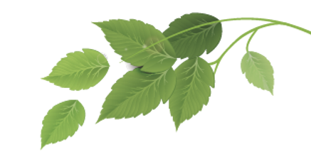 Group of Green Leaves _edited.png