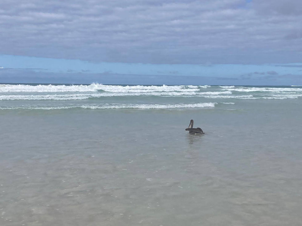 PLAYA TORTUGA