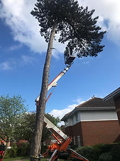 Tree Surgery 1.jpeg
