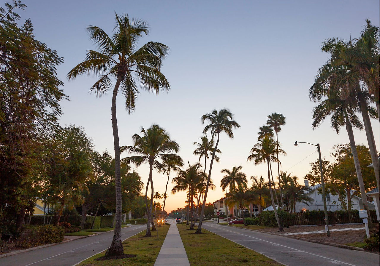 palm tree lined street