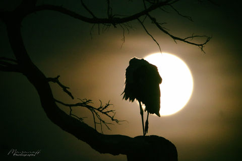 mayanoff_cigogne_IMG_7403