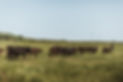 FH-herd- w_Roy.jpg